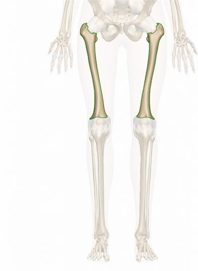 Femur image